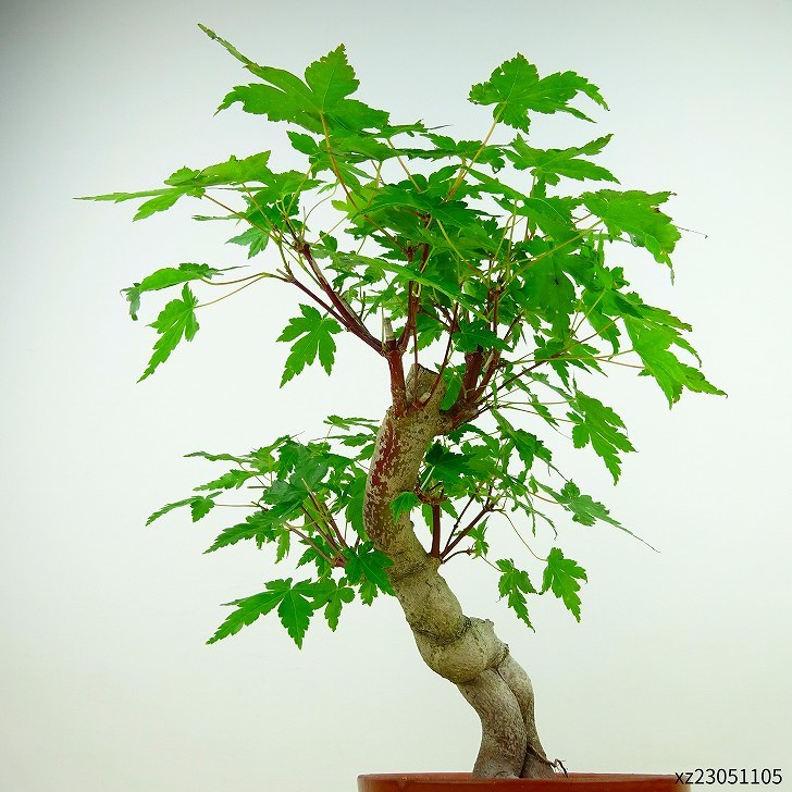 盆栽 紅葉 樹高 約25cm もみじ Acer palmatum モミジ カエデ科 落葉樹 観賞用 現品_画像4