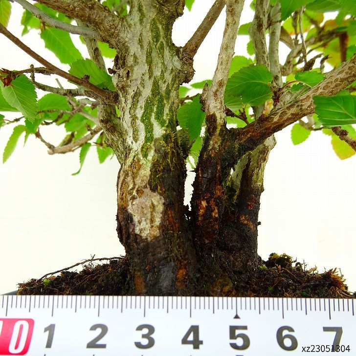 盆栽 岩四手 樹高 約26cm いわしで Carpinus turczaninovii イワシデ