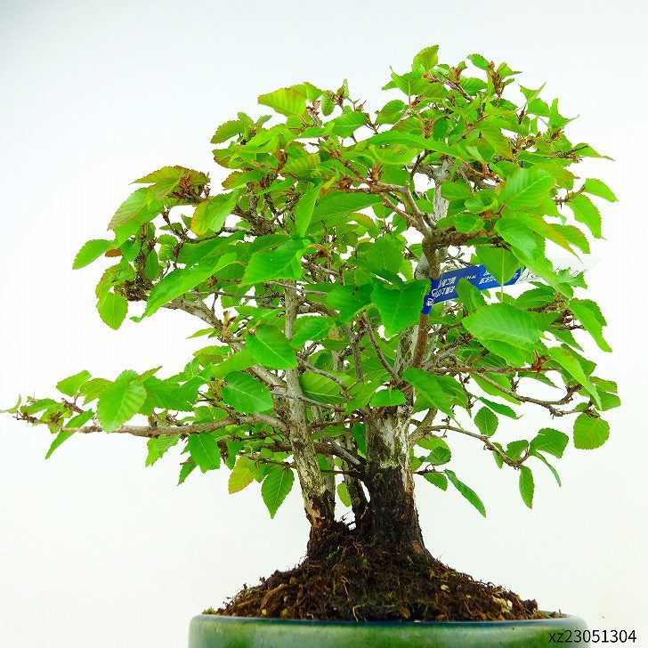 盆栽 岩四手 樹高 約26cm いわしで Carpinus turczaninovii イワシデ