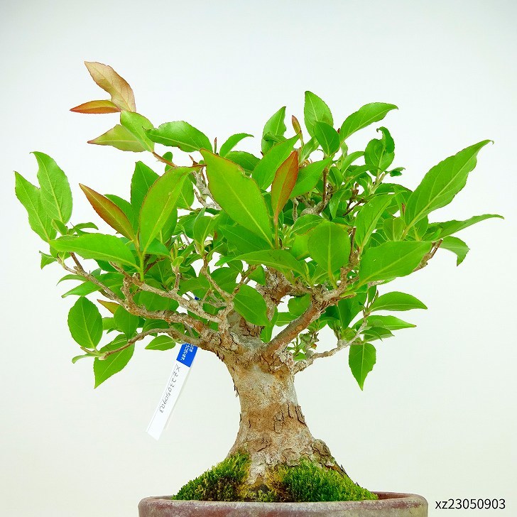盆栽 姫沙羅 樹高 約29cm ひめしゃら Stewartia monadelpha ヒメシャラ