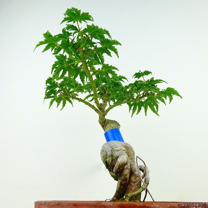 盆栽 紅葉 獅子頭 樹高 約18cm もみじ Acer palmatum モミジ カエデ科