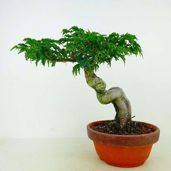 盆栽 紅葉 獅子頭 樹高 約20cm もみじ Acer palmatum モミジ カエデ科