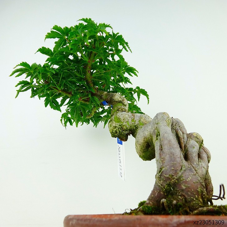 盆栽 紅葉 獅子頭 樹高 約20cm もみじ Acer palmatum モミジ カエデ科