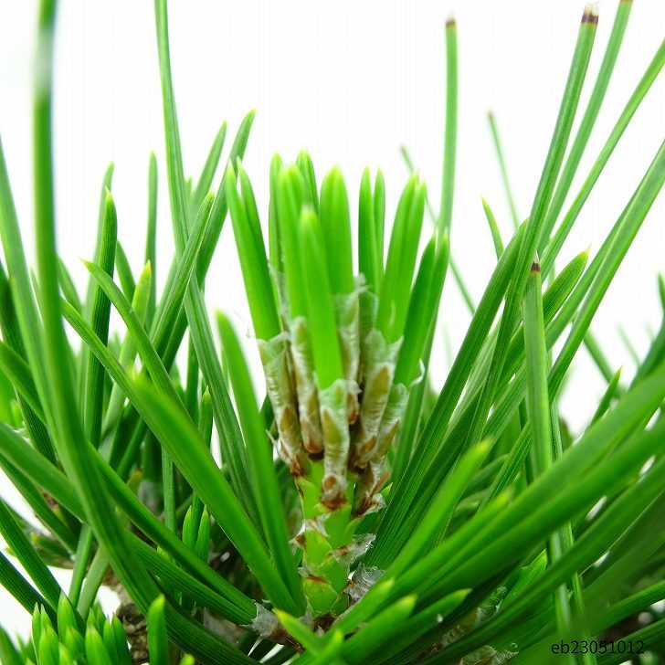 盆栽 松 黒松 瑞宝 樹高 20cm くろまつ Pinus thunbergii クロマツ