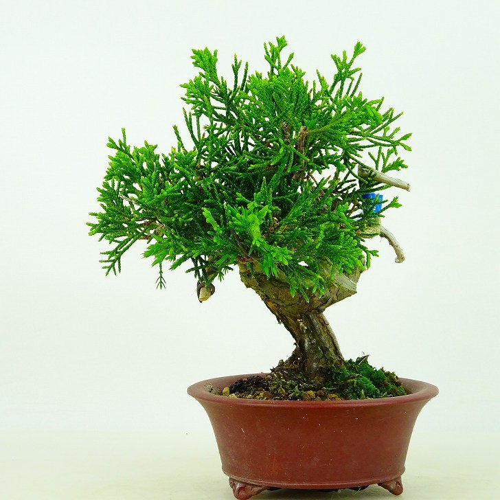 盆栽 真柏 樹高 約12cm しんぱく Juniperus chinensis シンパク “ジン シャリ” ヒノキ科 常緑樹 観賞用 小品 現品_画像1