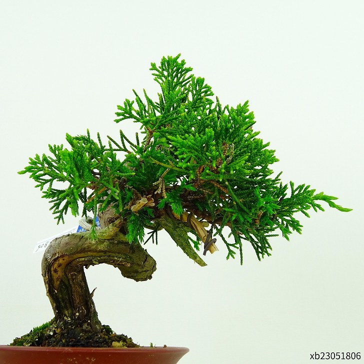 盆栽 真柏 樹高 約12cm しんぱく Juniperus chinensis シンパク “ジン シャリ” ヒノキ科 常緑樹 観賞用 小品 現品_画像4