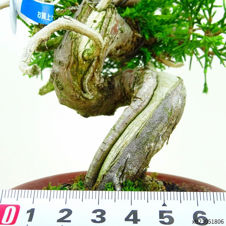 盆栽 真柏 樹高 約12cm しんぱく Juniperus chinensis シンパク “ジン シャリ” ヒノキ科 常緑樹 観賞用 小品 現品_画像5