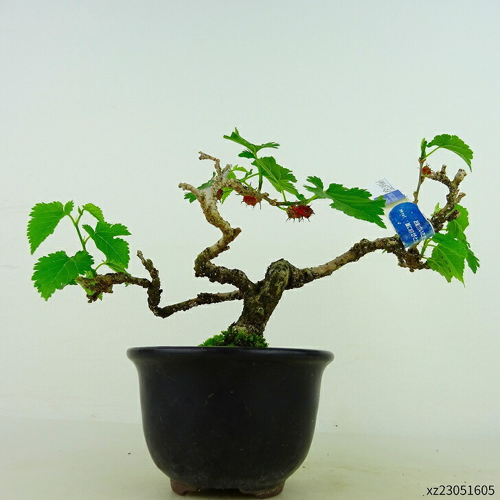  bonsai mulberry height of tree approximately 12cm hoe Morus australiskwakwa. deciduous tree .. for small goods reality goods 