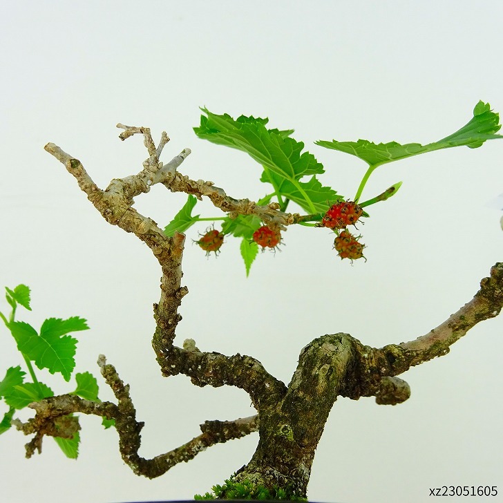  bonsai mulberry height of tree approximately 12cm hoe Morus australiskwakwa. deciduous tree .. for small goods reality goods 