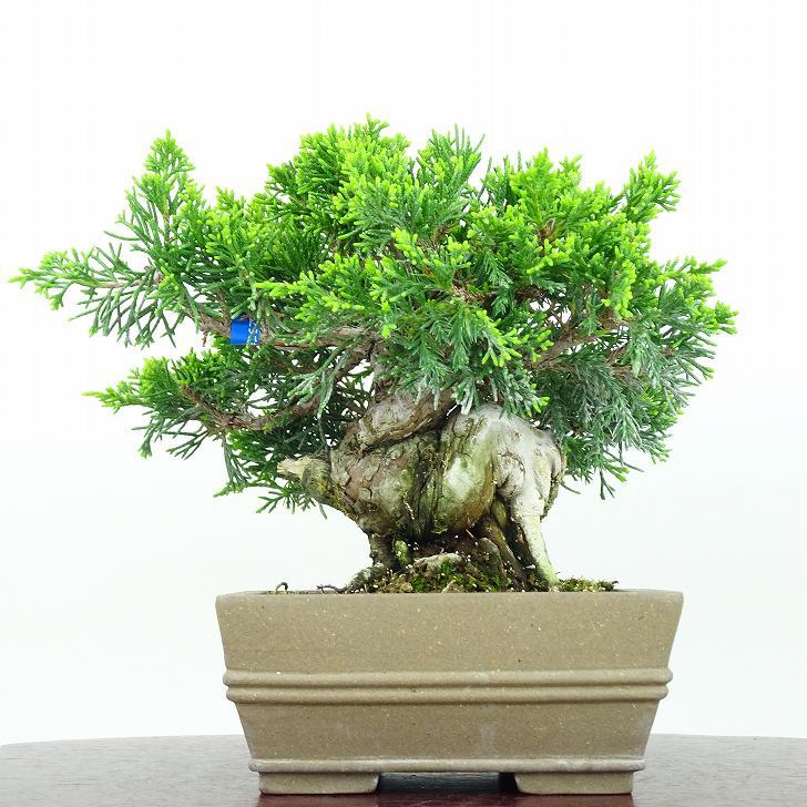 盆栽 真柏 樹高 15cm しんぱく Juniperus chinensis シンパク ジン シャリ ヒノキ科 常緑樹 観賞用 小品 現品