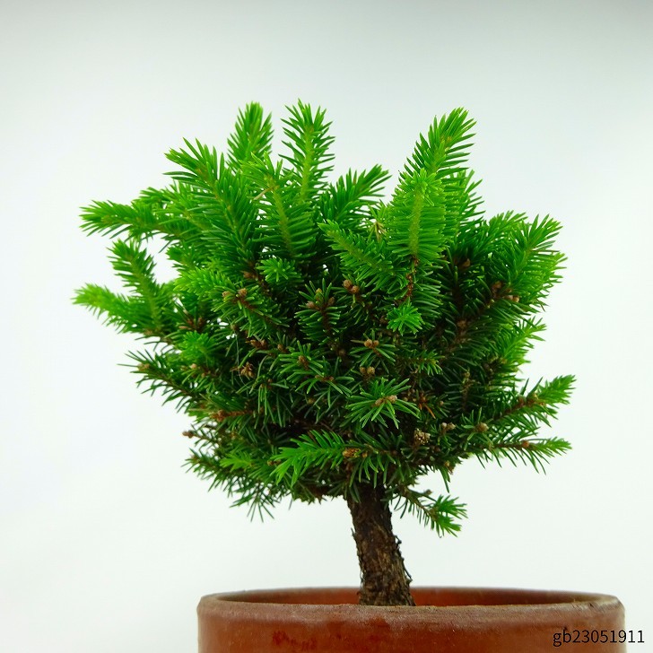 盆栽 松 蝦夷松 八房 樹高 約13cm えぞまつ Picea jezoensis エゾマツ マツ科 常緑針葉樹 観賞用 小品 現品_画像4