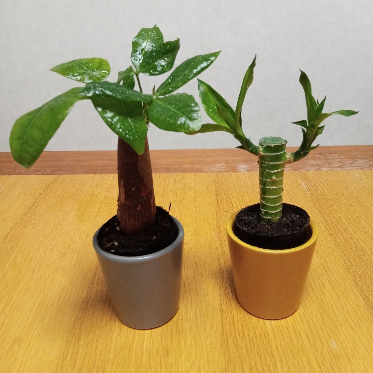 開運、金運UP!☆幹太いパキラとキングバンブー 2点セットで! 匿名配送