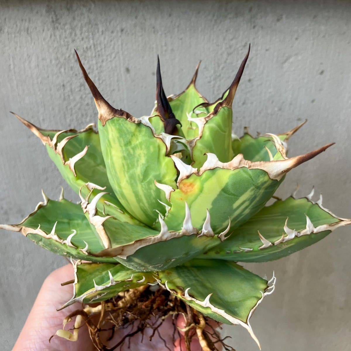 超特価激安 覆輪斑 ブルーフレーム アガベ agave アガベ subsimplex