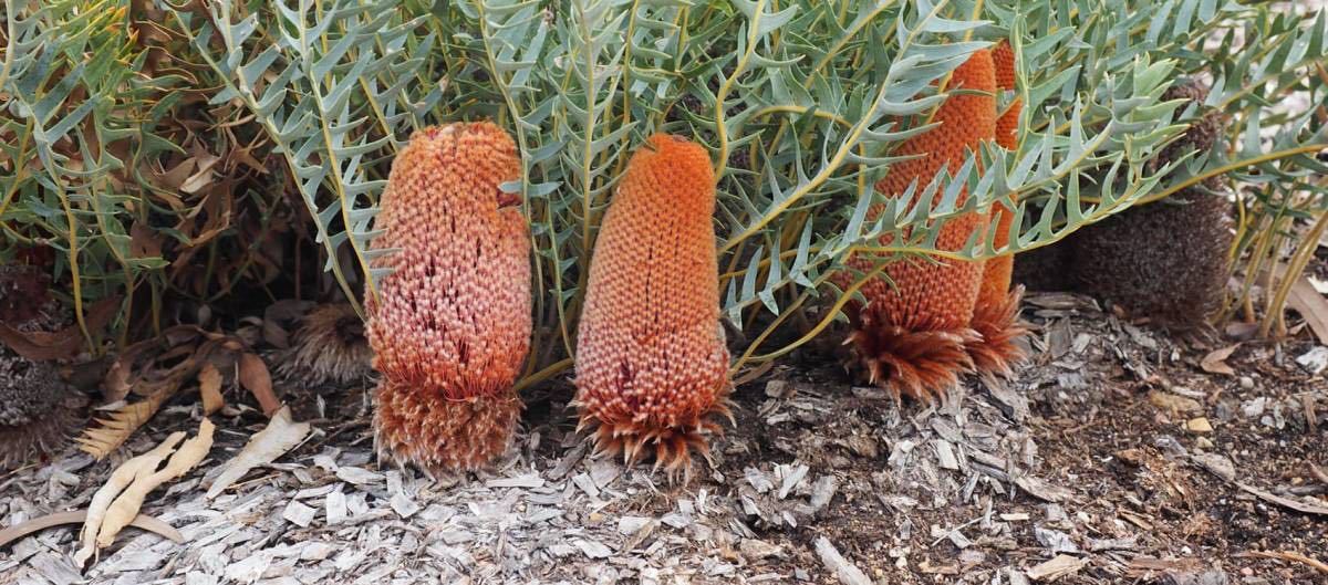 バンクシア ブレクニフォリア banksia blechnifolia オージープランツ
