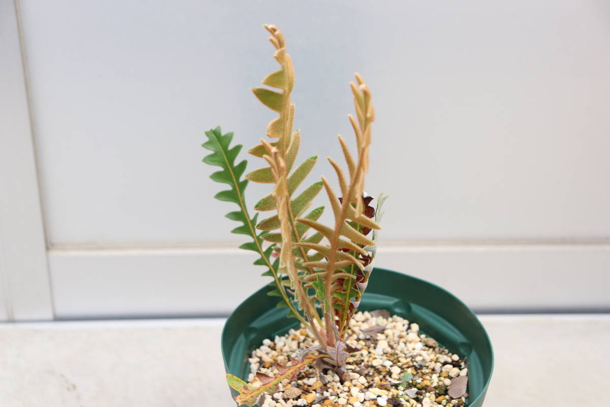 新年の贈り物 バンクシア ブレクニフォリア オージープランツ 植物