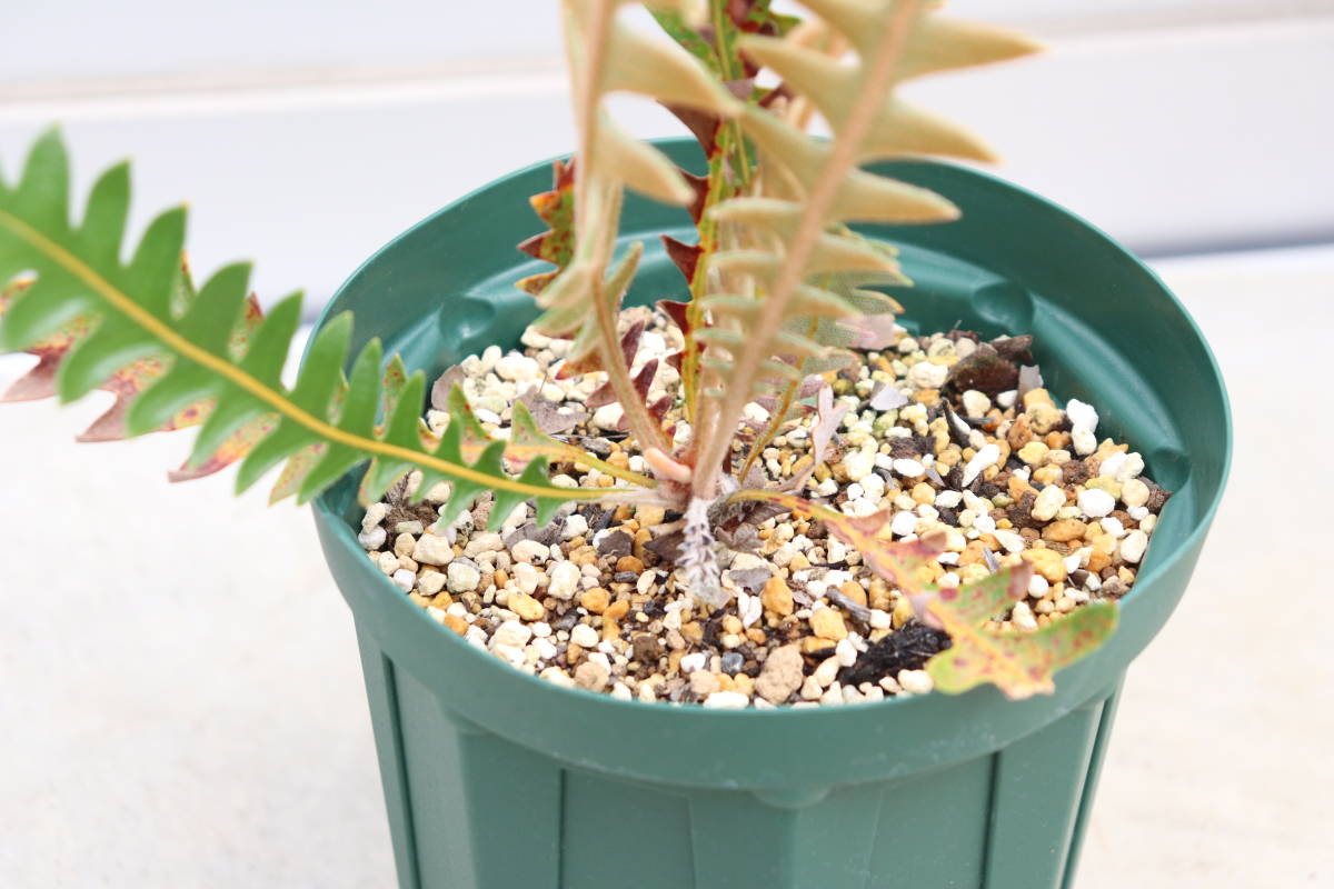 春のコレクション バンクシア ブレクニフォリア オージープランツ 植物