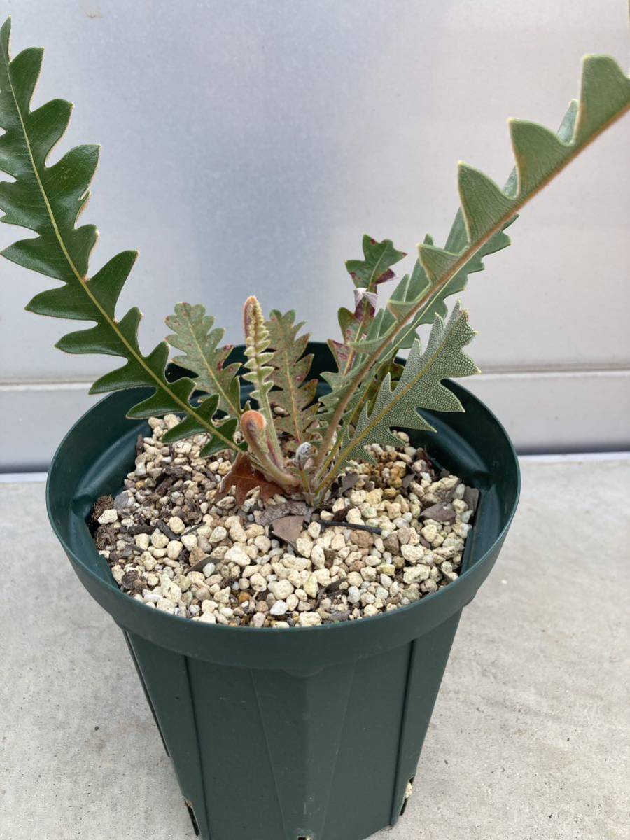 バンクシア ブレクニフォリア banksia blechnifolia オージープランツ