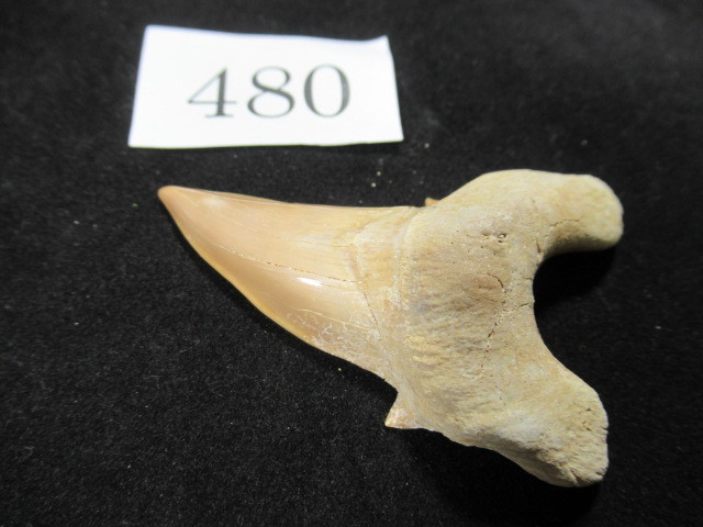 ◆サメの歯の化石◆Otodus◆68mm◆No.480の画像6