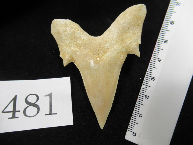 ◆サメの歯の化石◆Otodus◆66mm◆No.481の画像3