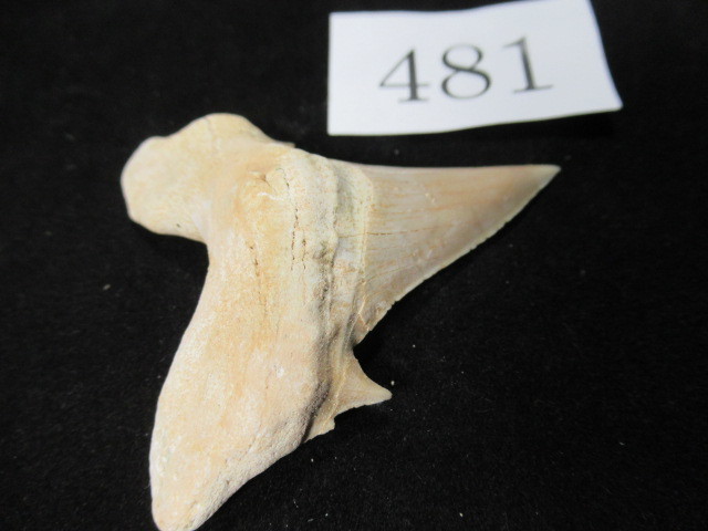 ◆サメの歯の化石◆Otodus◆66mm◆No.481の画像7
