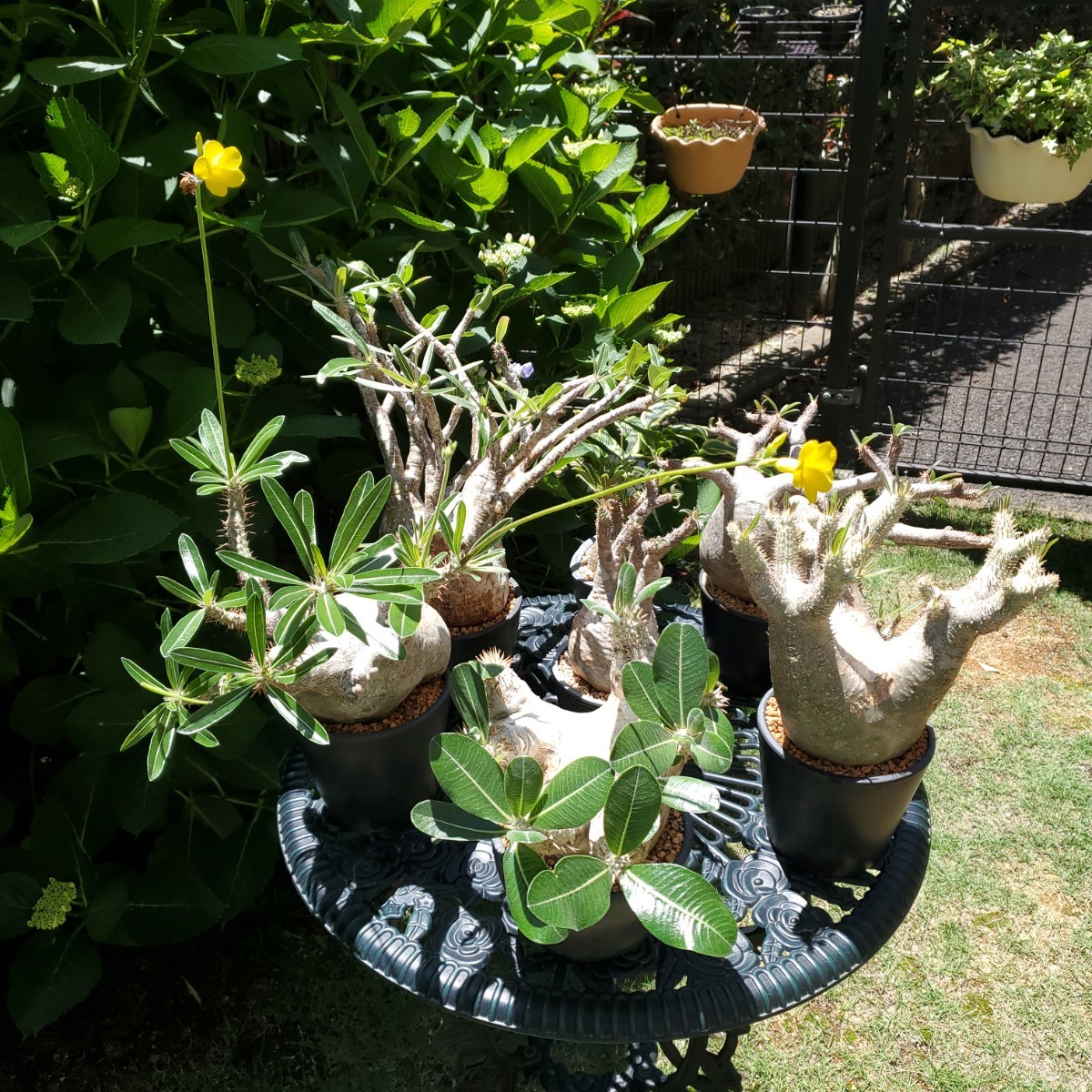 パキポディウム・エブレネウム・重量級[塊根植物・現地球・発根 パキポディウム・エブレネウム・重量級[塊根植物・現地球・発根