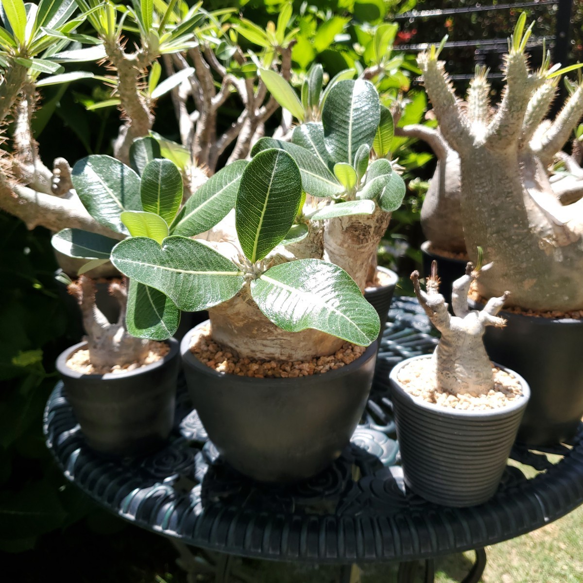 パキポディウム・エブレネウム・重量級[塊根植物・現地球・発根 パキポディウム・エブレネウム・重量級[塊根植物・現地球・発根