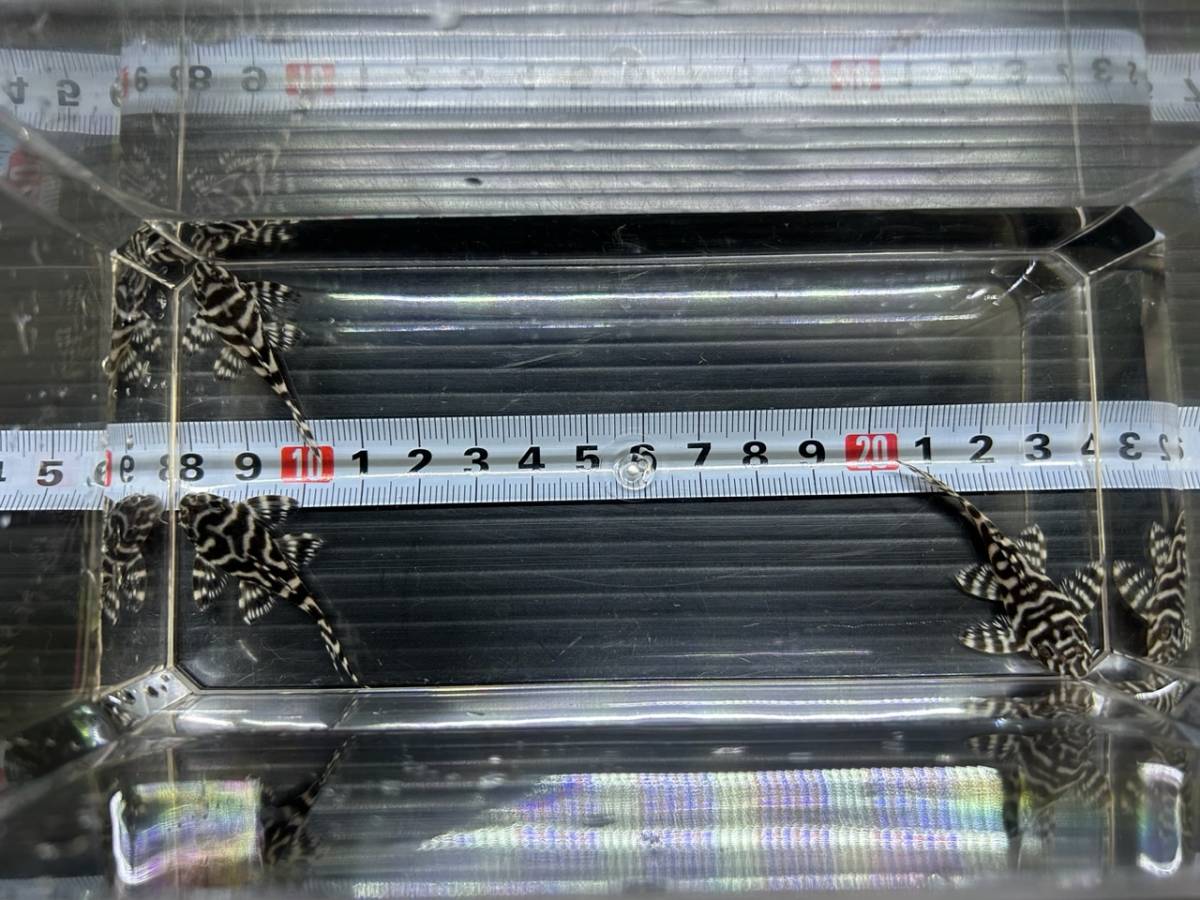 趣味ブリード キンペコ3匹です! chateauduroi.co
