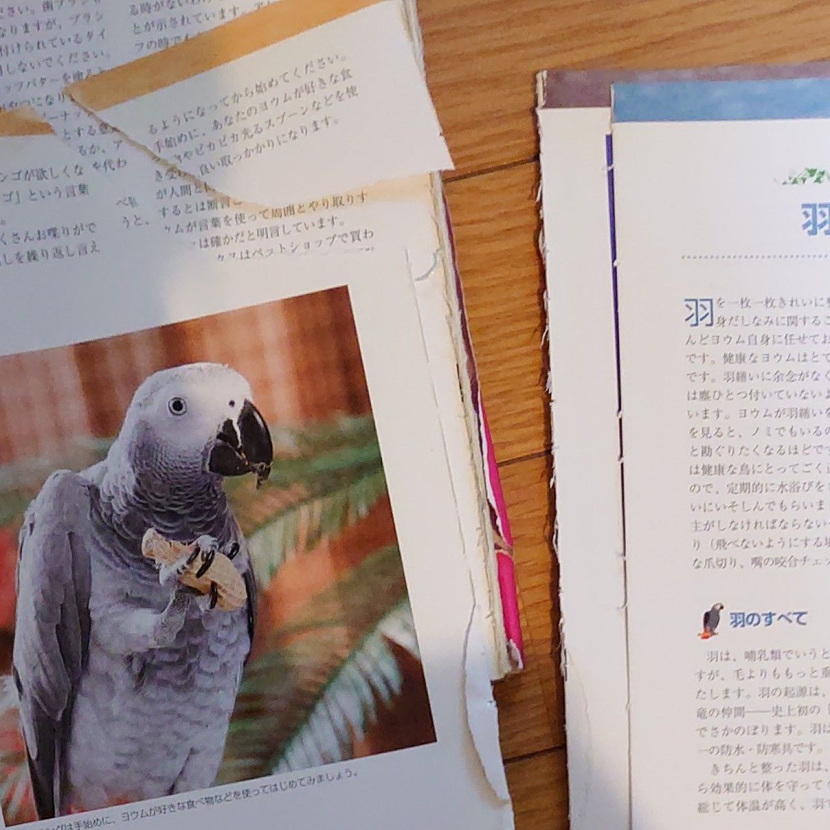 確認用 ザ・ヨウム ヨウムとの楽しい暮らし方 (ペット・ガイド