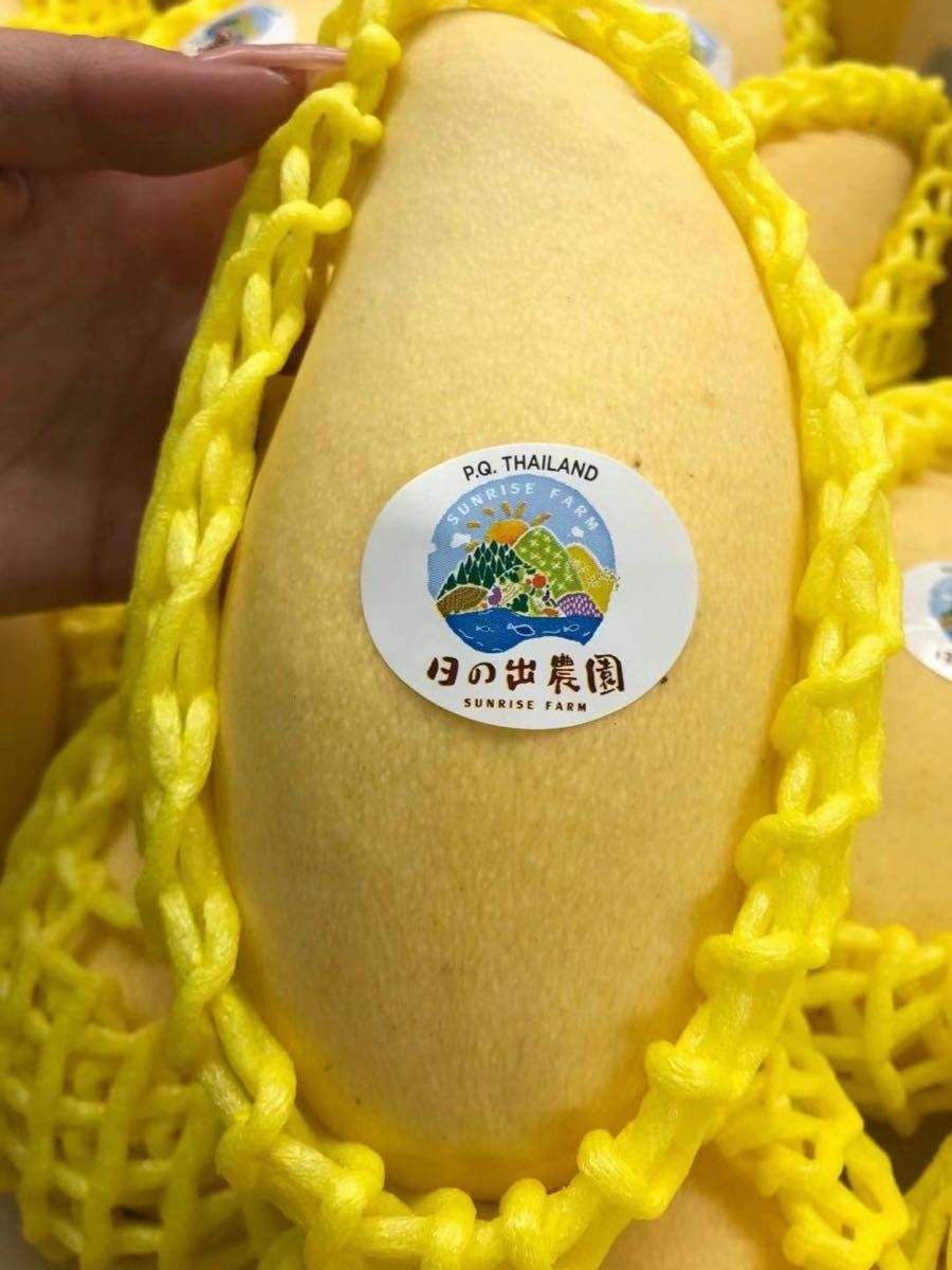新入荷 常温発送 タイ産マンゴー16-18玉入約4 5kg 泰国芒果 金芒果