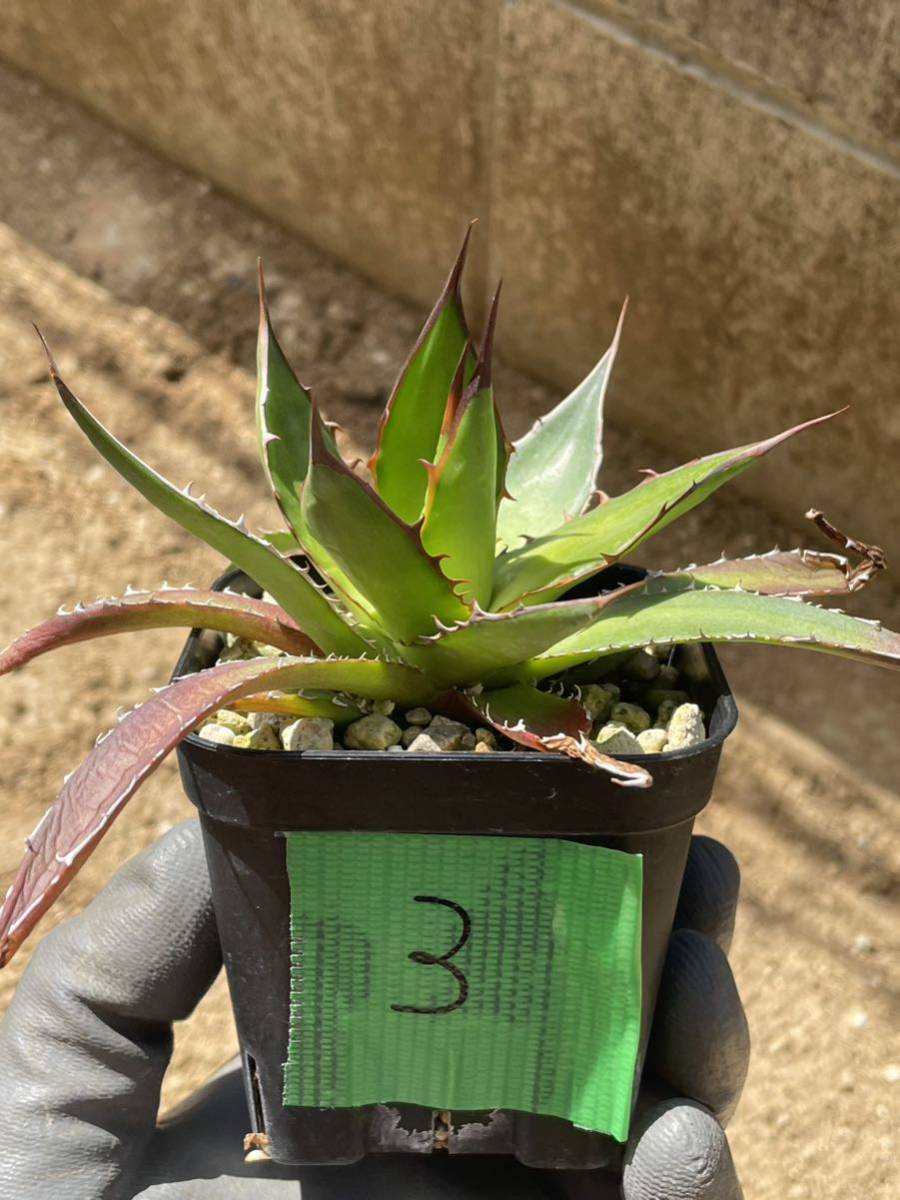 アガベ ホリダ 実生③ Agave horrida(アガベ)｜売買されたオークション