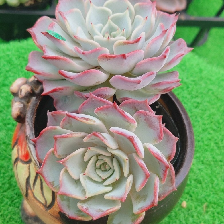 新品、本物、当店在庫だから安心】 キスミー エケベリア 多肉植物 韓国