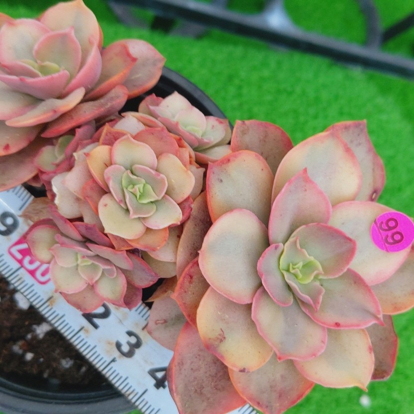 NEWお得 多肉植物 スヨン錦 OxjH3-m92742184527 韓国苗 在庫超激安
