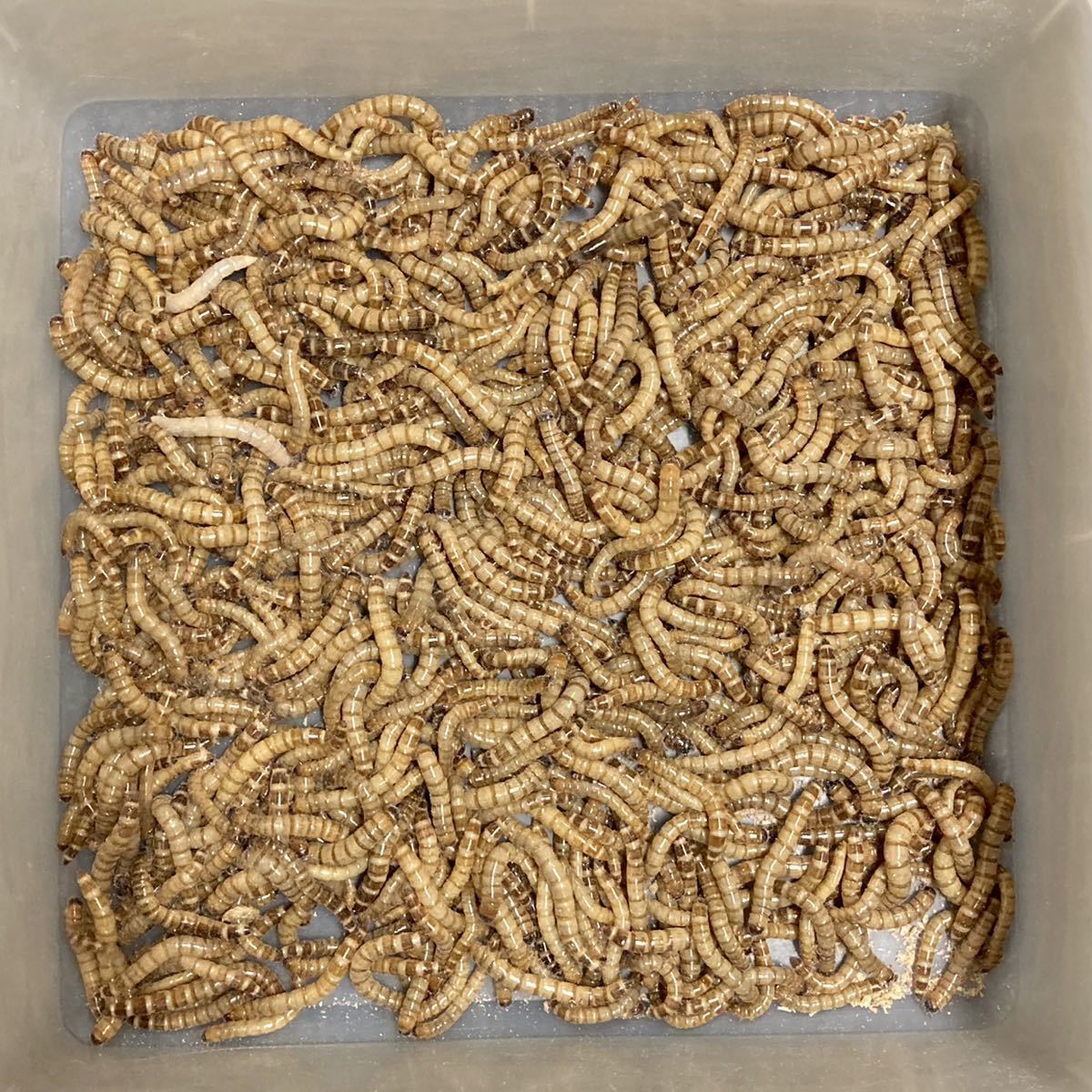 セール ミルワーム コオロギの餌 100g 50g×2袋 ミルワーム・コオロギの餌 100g(50g×2袋)