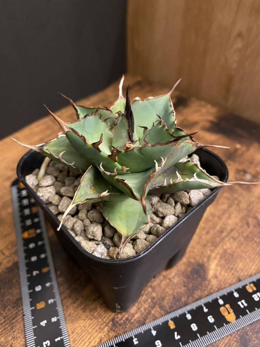 agave titanota HADES アガベ チタノタ ハデスの画像1