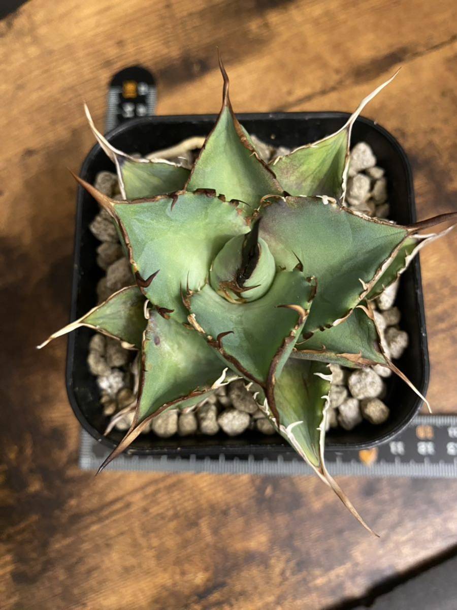 agave titanota HADES アガベ チタノタ ハデスの画像5