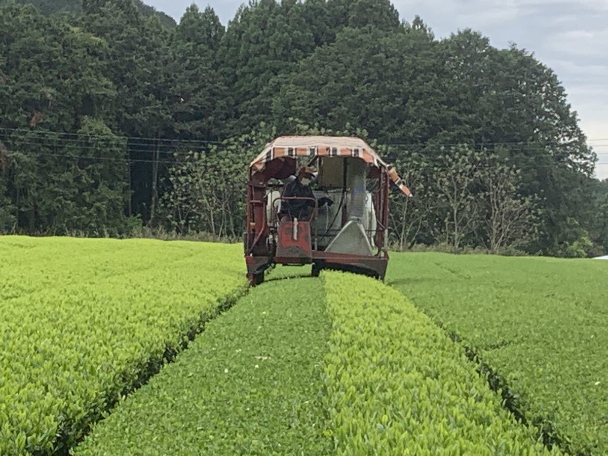 高評価なギフト あさぎり芽茶100g3袋 茶農家直売 無農薬 無化学肥料栽培