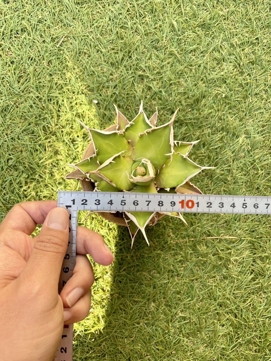 Agave Titanota No Name アガベ チタノタ ノーネーム 白強棘 鋸歯幅広