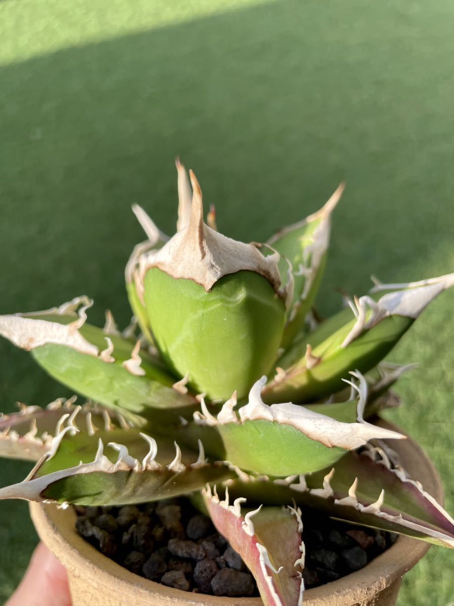 Agave Titanota No Name アガベ チタノタ ノーネーム 白強棘 鋸歯幅広