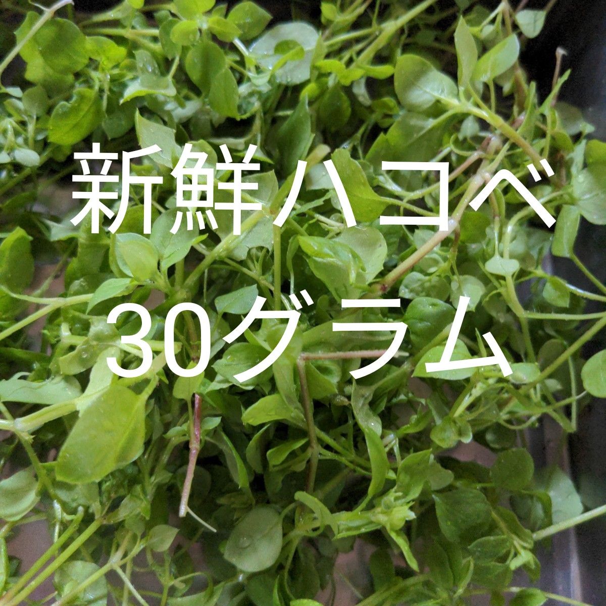 倉 はこべ ハコベ 種350粒