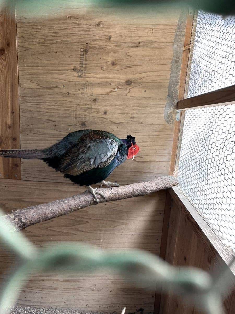 日本キジ 有精卵3個 chateauduroi.co