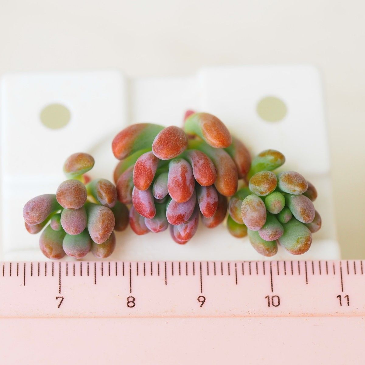 スプリングワンダー×乙女心 6カット 多肉植物【価格相談お断り スプリングワンダー×乙女心 6カット 多肉植物【価格相談お断り