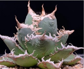 S018 アガベ チタノタ 包心龍 極上子株 優良血統 Agave Titanota (検