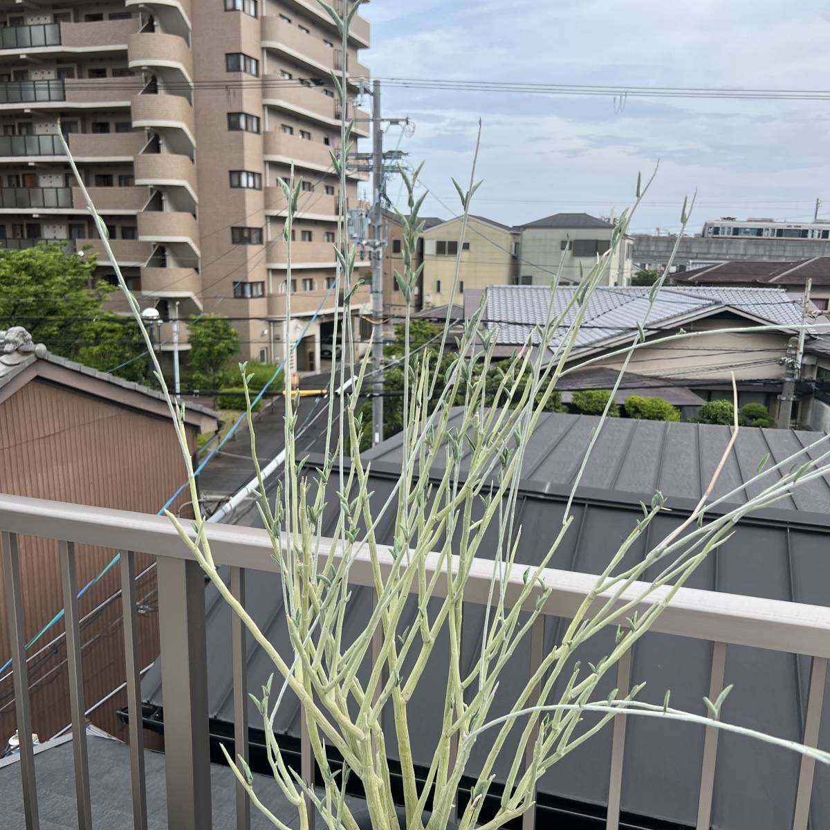 超特大 高さ130cm 塊根幅13cm アデニア ペチュエリー adenia 超特大 高さ130cm 塊根幅13cm アデニア ペチュエリー adenia