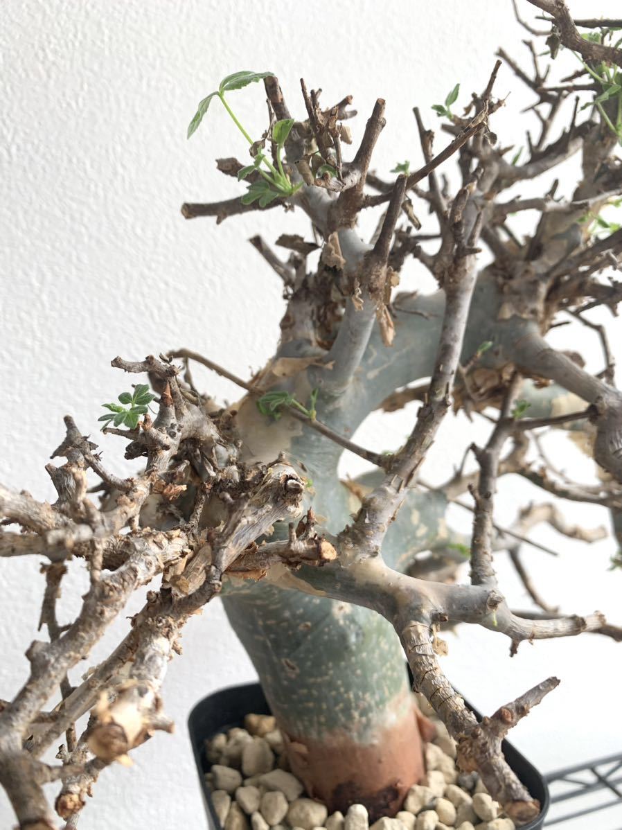 発根済 コミフォラ・カタフ ターカネンシス 現地球 塊根植物 発根済 コミフォラ・カタフ ターカネンシス 現地球 塊根植物