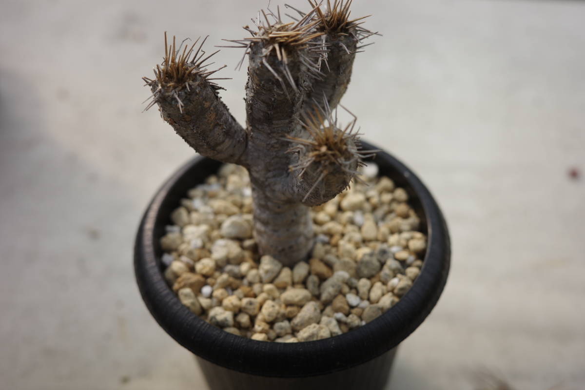 多肉植物 ユーフォルビア・ギラウミニアナ_画像4