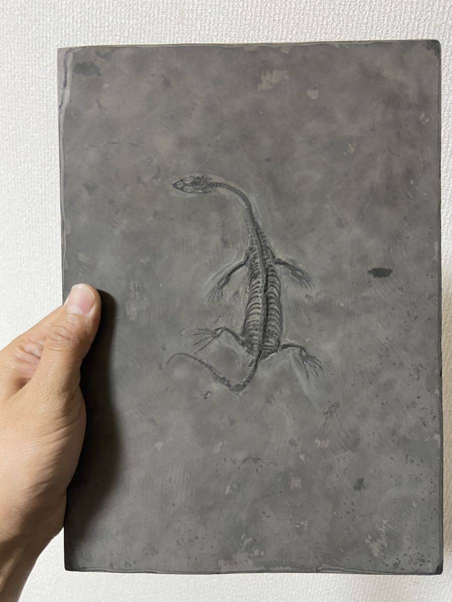 1円スタート 中国 ケイチョウサウルス (Keichousaurus hui) 三畳紀中期