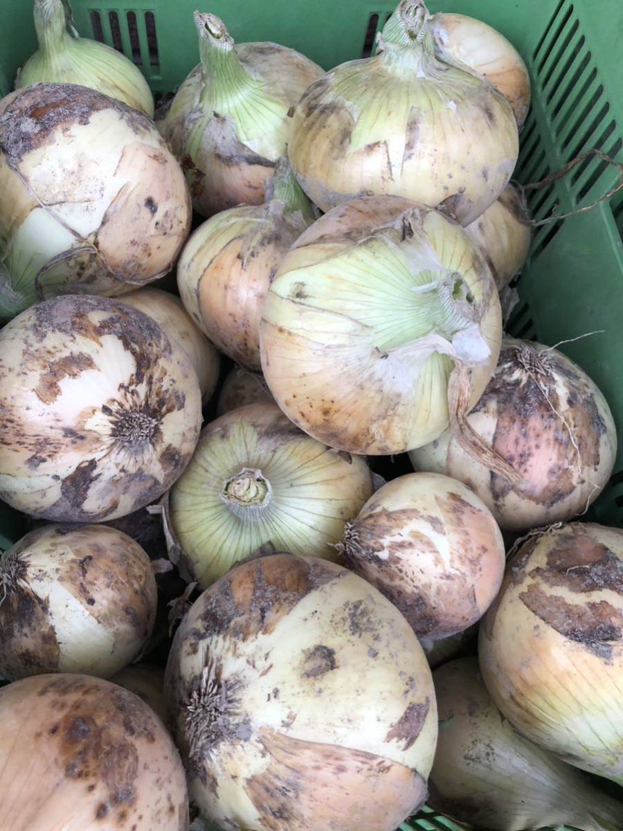 豪華ラッピング無料 淡路島玉ねぎ 10kg 訳ありサイズ混合 完熟