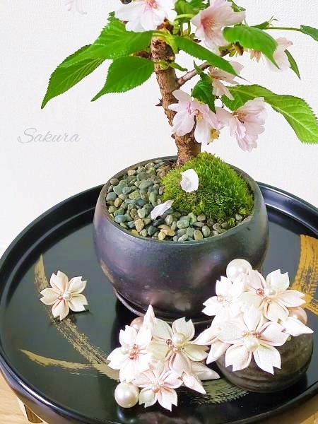 ⚜ 桜 つまみ細工付 重ね衿 / 伊達衿【新品・珊瑚色xピンク桜】成人式の振袖、卒業式の袴など　　　_画像8