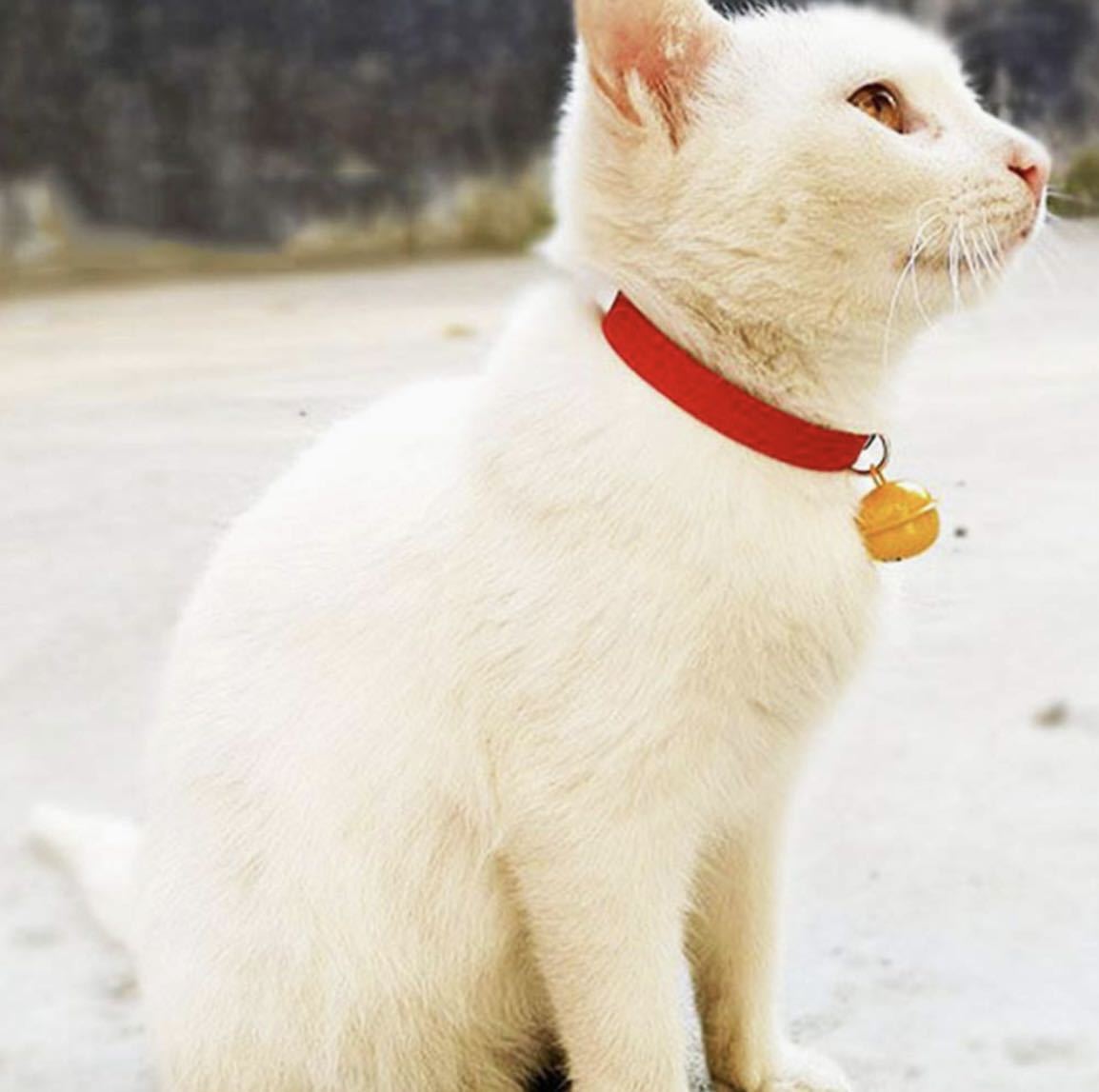 赤 レッド 2個セット 首輪 ペット 猫 犬 鈴 かわいい おしゃれ 鈴付き 黄色い鈴 にゃんこ (C71-1) 猫の首輪 かわいい足跡柄の鈴付き首輪