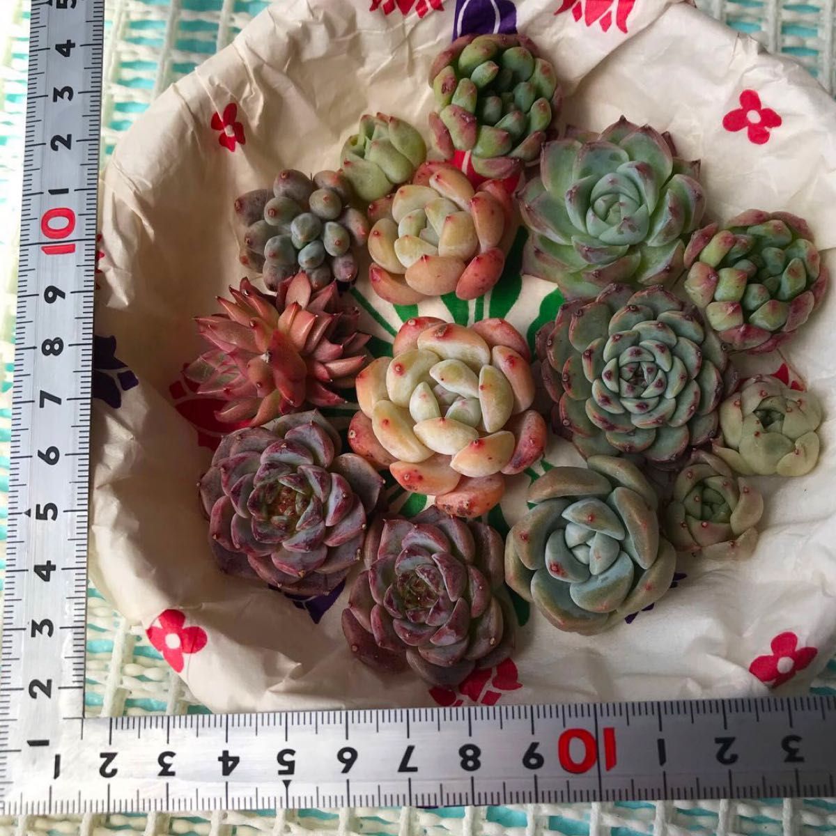 多肉植物② 抜き苗 カット苗 14苗 韓国苗 エケベリア|Yahoo 多肉植物② 抜き苗 カット苗 14苗 韓国苗 エケベリア|Yahoo